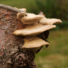 Bracket Fungus (Huba)- A Fungus That Grows On Tree Trunks