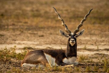 Wall Mural - wild male blackbuck or antilope cervicapra or indian antelope closeup or portrait in natural green background at Blackbuck National Park Velavadar bhavnagar gujrat india asia