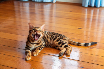 Wall Mural - Young purebred bengal cat resting on the floor