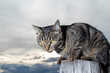 Distrustful cat on fence, he looks viciously at camera. Cat against gloomy sky.