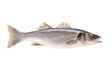 Sea bass raw fish