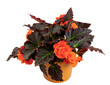 Closeup of an isolated potted begonia flower