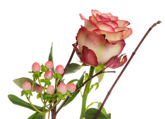 Canvas Print - Closeup of an isolated rose flower