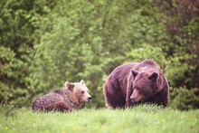 Brown Bear Couple Resting In The Meadow In The Forest