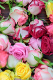 Fototapeta Tulipany - Fresh roses background, lot vatiety of colors