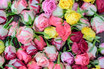 Sticker - Fresh roses background, lot vatiety of colors