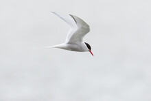 Arctic Tern In Flight With Spread Wings