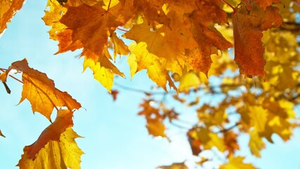 Wall Mural - Super slow motion of falling autumn maple leaves against clear blue sky. Filmed on high speed cinema camera, 1000 fps.