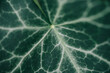 Ivy leaf texture, Background of an ivy leaf, Leaf surface detailed texture with capillary system