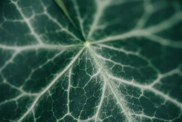 Wall Mural - Ivy leaf texture, Background of an ivy leaf, Leaf surface detailed texture with capillary system