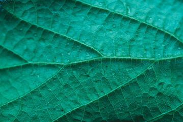 Wall Mural - Tropical Green Leaf Pattern In the garden, a background of dark green tropical leaves. closeup nature view of green leaf. The highlight a focused leaf edge and blurred background