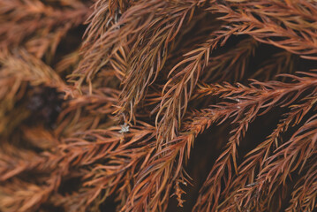 Wall Mural - Dry brown branch of Christmas tree. Autumn background of dry fir branches, Christmas brown spruce branches, Christmas tree fir branches 