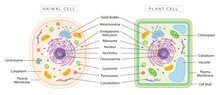 Comparison Of Animal And Plant Cells, Simple Diagram Best For Educational Materials, Marketing Materials.