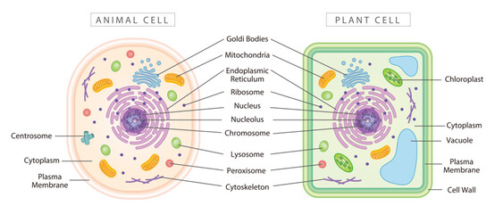 comparison of animal and plant cells, simple diagram best for educational materials, marketing mater
