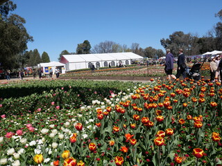 Comminwinwealth Park, Floride Flower Show, Canberra, Australia. - 20/9/2022 : Beautiful colorful flowers blooming in springtime.