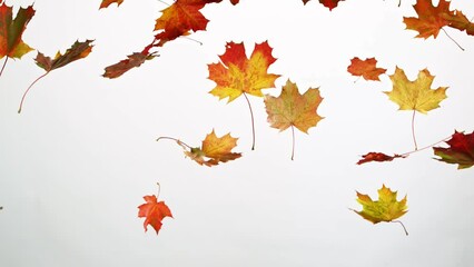 Wall Mural - Super slow motion of falling autumn maple leaves on white background. Filmed on high speed cinema camera, 1000 fps.