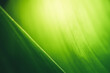 © Torkiat8 - Beautiful nature view of green leaf on blurred greenery background in garden and sunlight with copy space using as background natural green plants landscape, ecology, fresh wallpaper concept.