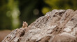 Chipmunk hiding and peeking / looking out from behind a large rock, shoving food into its cheeks. Copy space