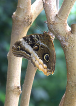 Yellow-Edged Giant Owl Butterfly Hanging From Tree Branch. Found In Rainforests Of Mexico, Central America, And South America, This Large Butterfly Has Prominent Eyespots That Resemble Owls Eyes.