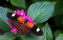 Colorful Doris Longwing Butterfly (Heliconius Doris) Feeding On Nectar From Pink Lantana Flower. Native To Central America And Amazon Rainforest, This Species Has Bright Orange Pattern On Its Wings.