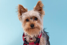 Small  Yorkshire Dog  With Red Scarf Looking At The Camera Against Blue Background. Close Up Studio Portrait.