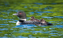 Adult Loon With Two Babies On Its Back Swimming On Lake In Canada.