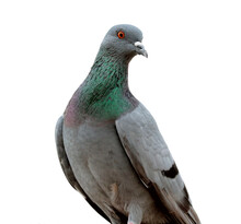 Pigeon Isolated