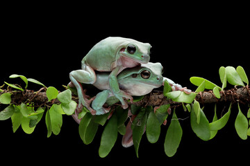 Wall Mural - Dumpy frog 