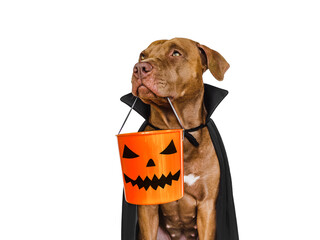 Wall Mural - Charming, lovable brown dog and Count Dracula costume. Bright background. Close-up, indoors. Studio shot. Congratulations for family, relatives, loved ones, friends and colleagues. Pet care concept