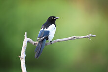 Colorful European Magpie Perched On An Old Dry Branch On Green Background