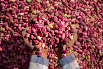 Fresh and raw pistacios. Hands of farm workers