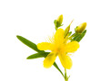 Isolated blossom of a hypericum flower