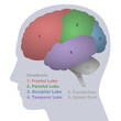 © Peter Hermes Furian - Brain lobes, anatomical regions of the cerebrum, frontal, parietal, occipital and temporal lobe, cerebellum and spinal cord, profile view of a young male head with colored parts. Vector illustration.
