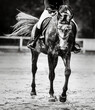 A black-and-white image of a beautiful dappled gray horse with a rider in the saddle, which gallops on a sandy arena. Equestrian sports and horse riding. Photos of horses.