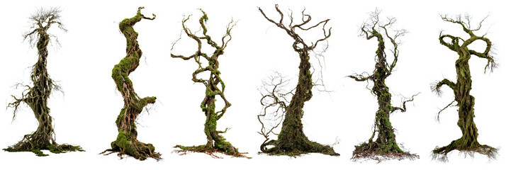 Wall Mural - overgrown dead trees, collection of eerie trees isolated on white background
