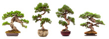 Juniper Bonsai Trees, Old And Twisted