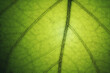 © GIS - Macro of green leaf texture.