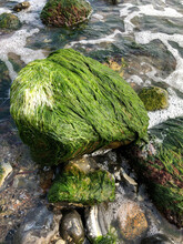 Green Algae On Rocks In The Sea, Sea Plants