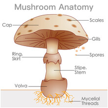 Mushroom Anatomy. Structure Parts, Cap, Skirt, Spores, Ring,  Lamella, Pileus, Stem, Gills Volva, Mycelium, Hyphae, Fungus. Convex, Ovate, Conical. Toadstool, Mush Room Diagram. Illustration Vector