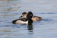 A Ring-necked Duck Drake Crossing The Path Of A Female Ring-necked Duck As They Swim Around A Light Blue Lake In Springtime.