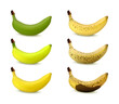 Banana Ripening Stages