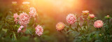 Fototapeta Kwiaty - łososiowego koloru astry, jesienne kwiaty, autumn asters