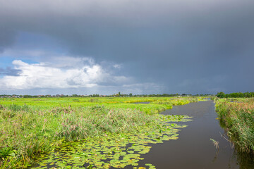 Wall Mural - ditch with water lilies in the countryside near gouda, holland. a rain shower in the distance is approaching