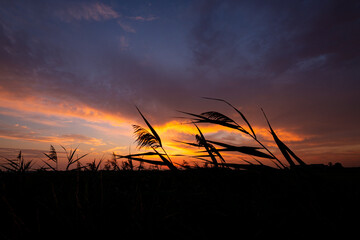 Wall Mural - Reed plumes move in the wind and stand out darkly against a colorful evening sky