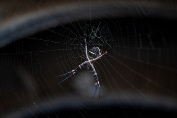 spider on the web