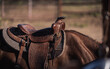 Side View of Brown Horse and Saddle