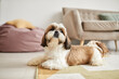 © Seventyfour - Minimal portrait of small Shi-Tsu dog lying on carpet in cozy home interior, copy space