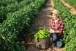 © JackF - Portrait of woman gardener picking harvest of bell peppers to basket