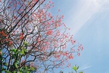 The Red Tree Flower On The Tree Branches In Front Of The Blue Sky