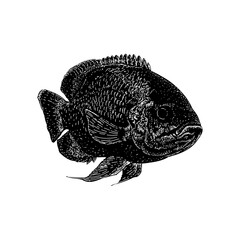 Oscar Fish hand drawing vector illustration isolated on background